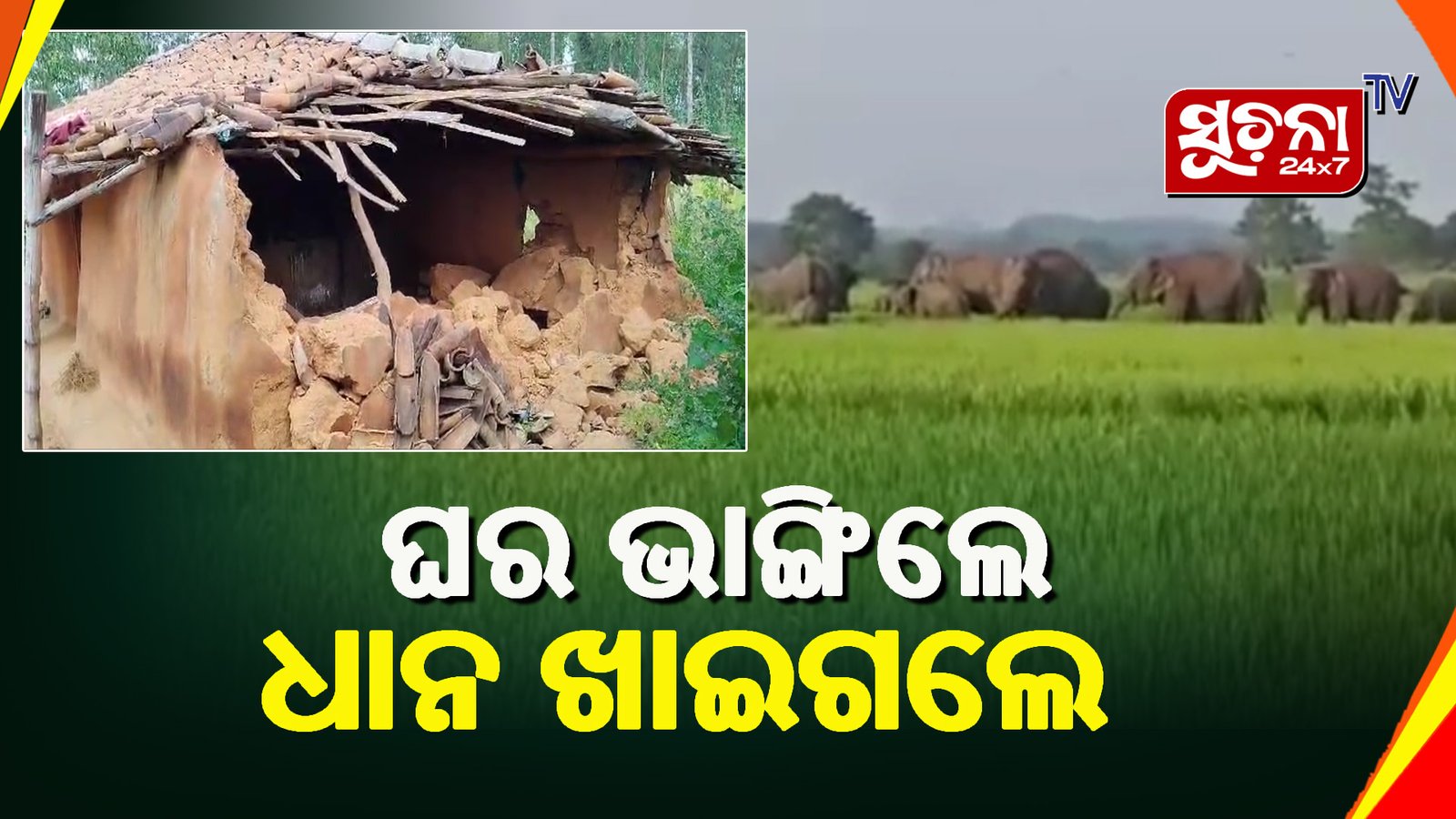 ହାତୀ ଉପଦ୍ରବ, ଭାଙ୍ଗିଲେ ଘର