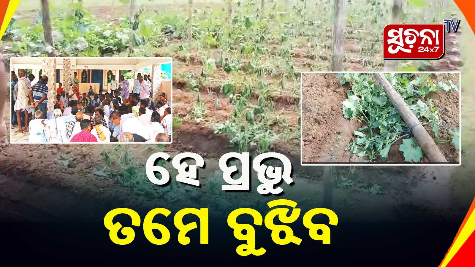 ଜହ୍ନି କିଆରି ଉଜାଡି ଦେଲା ଦୁର୍ବୃତ୍ତ, ଲୋକନାଥଙ୍କ ଦ୍ବାରସ୍ଥ ଚାଷୀ