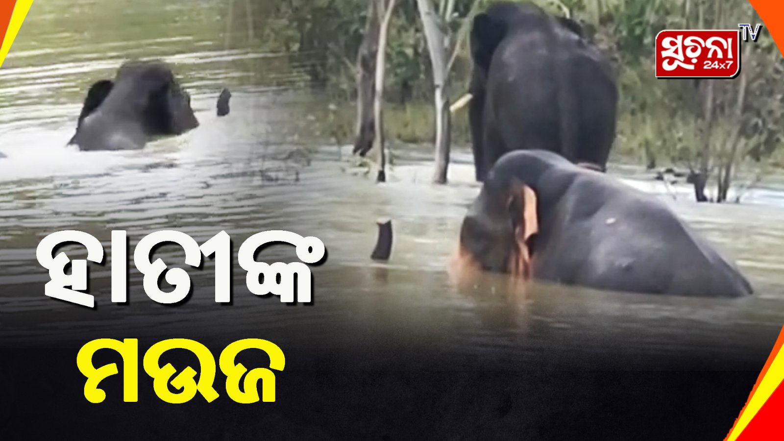 କାଳିକାପ୍ରସାଦ ଜଙ୍ଗଲରେ ହାତୀଙ୍କ ମନୋରମ ଜଳକ୍ରୀଡା