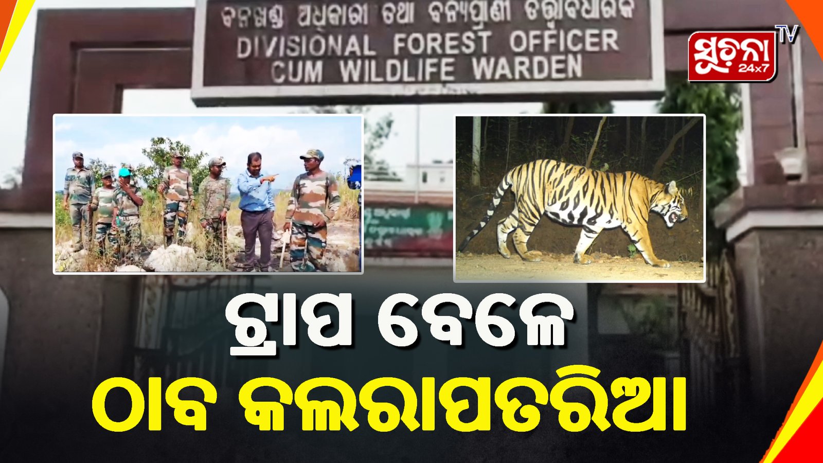 ବାଘ ଗଣନା ସମୟରେ ଏକ ମହାବଳ ସହ କଲରାପତରିଆ ଠାବ