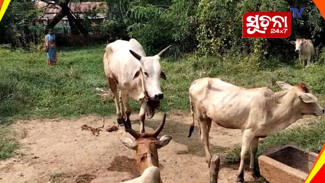 ବାରହା ପାଇଁ ବିଛା ଯାଇଥିବା ବୋମା ଖାଇ ବଳଦର ମୃତୁ ସହ ସଂଘର୍ଷ