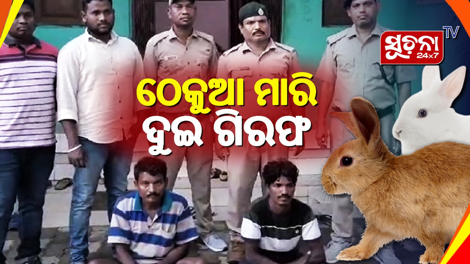 ଦୁଇ ଗିରଫ, ମୃତ ଠେକୁଆ ସହ ଦେଶୀ ବନ୍ଧୁକ ଜବତ