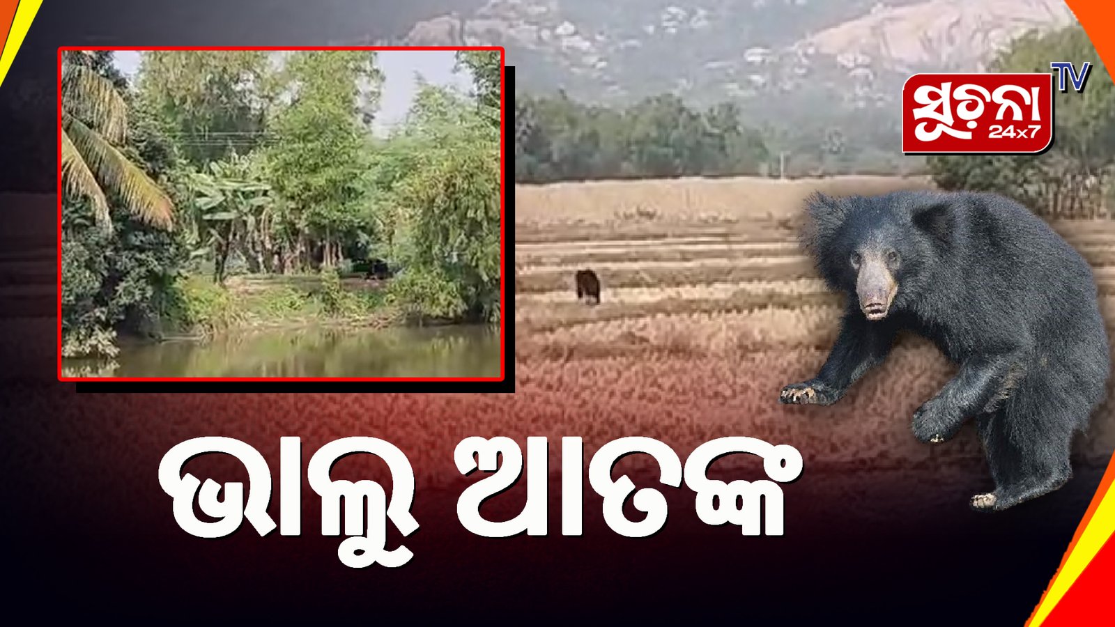 ବାଲେଶ୍ୱରରେ ଭାଲୁ ଆକ୍ରମଣ ୫ ଆହତ, ଜଣେ ଗୁରୁତର