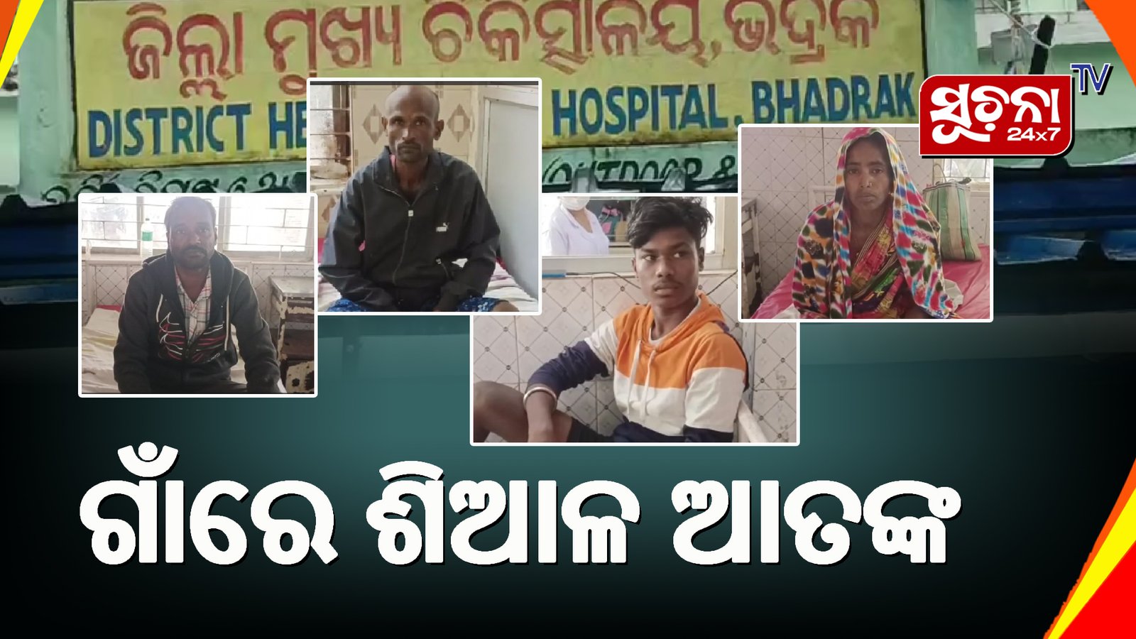 ଶିଆଳ କାମୁଡ଼ାରେ ୬ ଗୁରୁତର