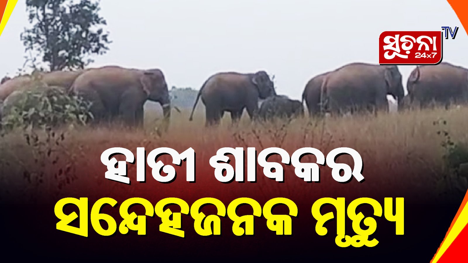 ମୃତ ହାତୀଶାବକ ଜବତ ପରେ ଘଟଣାର ତଦନ୍ତ ଆରମ୍ଭ କଲା ବନବିଭାଗ