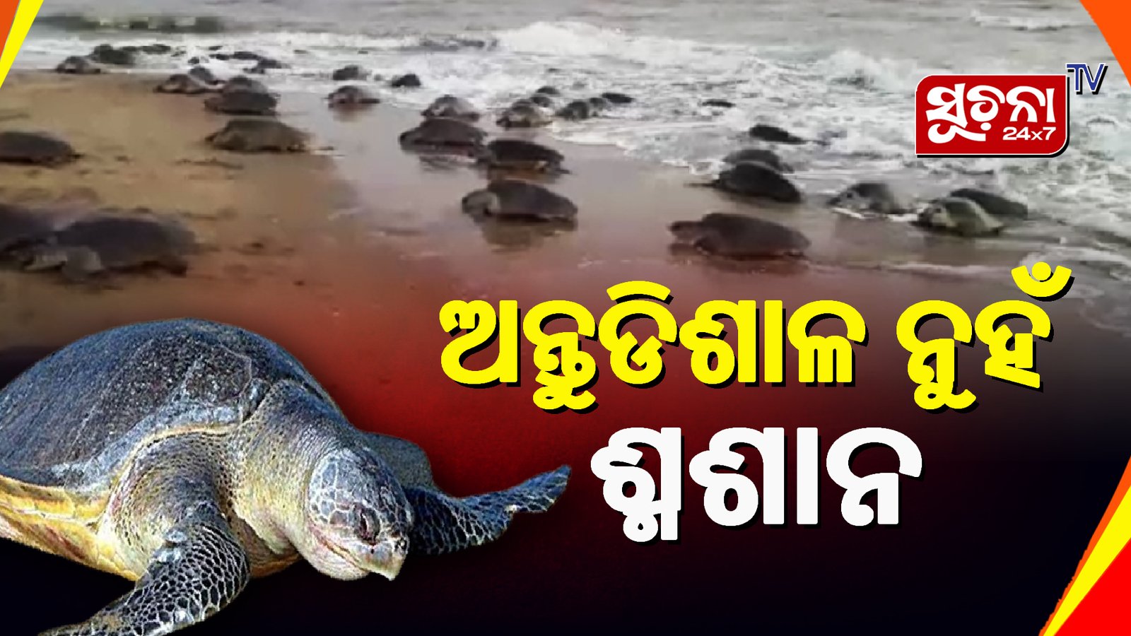 ଅଲିଭ ରିଡଲେଙ୍କ ପାଇଁ ଅସୁରକ୍ଷିତ ଓଡିଶା ଉପକୂଳ, ମୃତ୍ୟୁର କାରଣ ସାଜିଛି ଶିଳ୍ପ ସଂସ୍ଥାରୁ ନିର୍ଗତ କେମିକାଲ