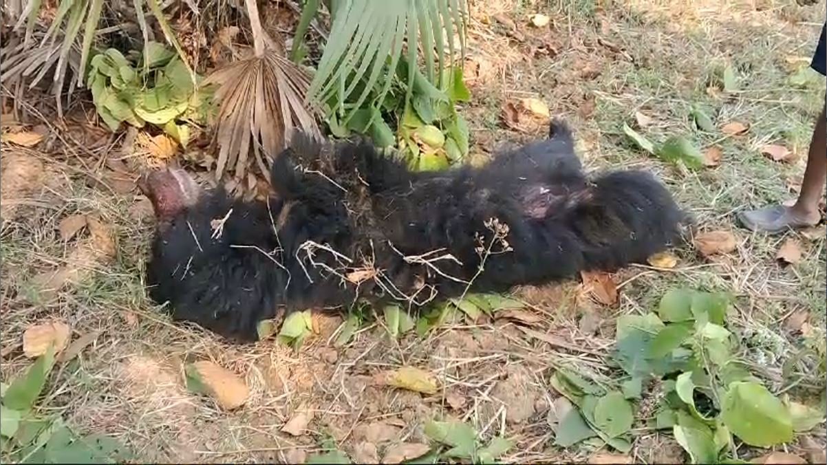 ନେଲୁଙ୍ଗ ସଂରକ୍ଷିତ ଜଙ୍ଗଲ ନିକଟ ଧାନବିଲରୁ ଭାଲୁ ଶବ ଜବତ