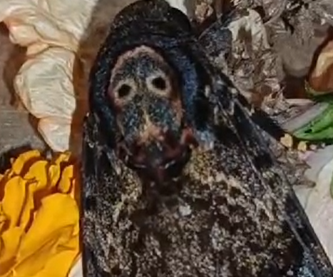 ପ୍ରଜାପତିର ମସ୍ତକରେ ସ୍ୱୟଂ ଜଗନ୍ନାଥ