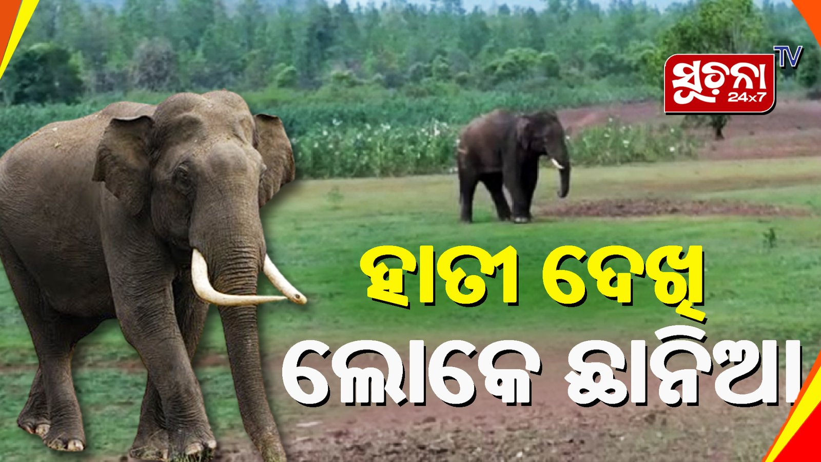 ଏବେ ଦିନଦ୍ବିପହରରେ ଦନ୍ତା ରାଜୁତି