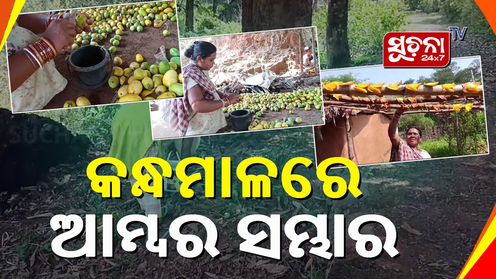 କନ୍ଧମାଳରେ ଏକ ଆମ୍ବ ଜୁସ୍ ଫାକ୍ଟ୍ରି ସ୍ଥାପନ, ଗରିବ ଆଦିବାସୀଙ୍କୁ ଦେବ ରୋଜଗାର