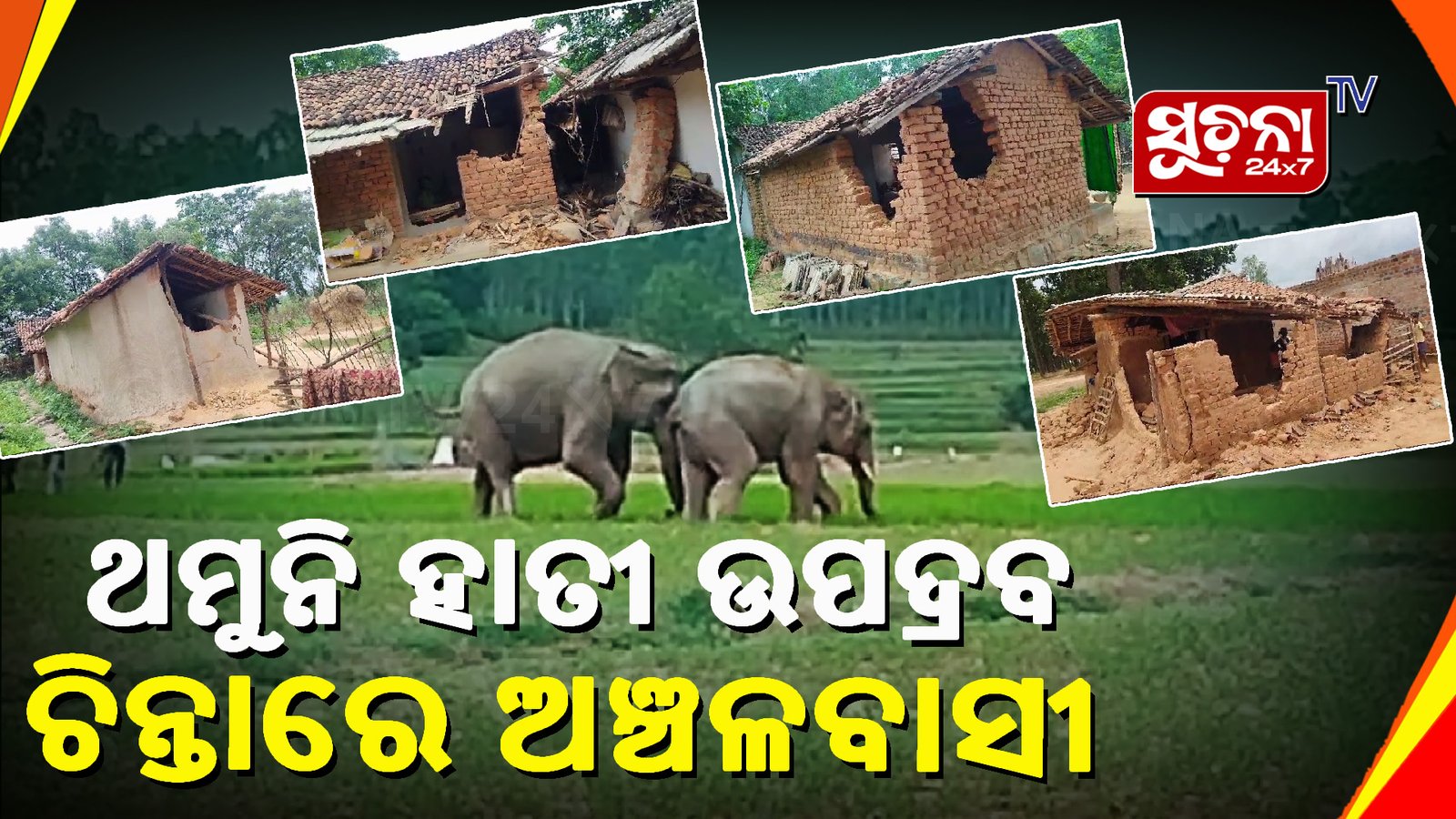 ଘର ଭାଙ୍ଗିଲେ, ଧାନ ବିଲ ନଷ୍ଟ କଲେ ହାତୀ ପଲ