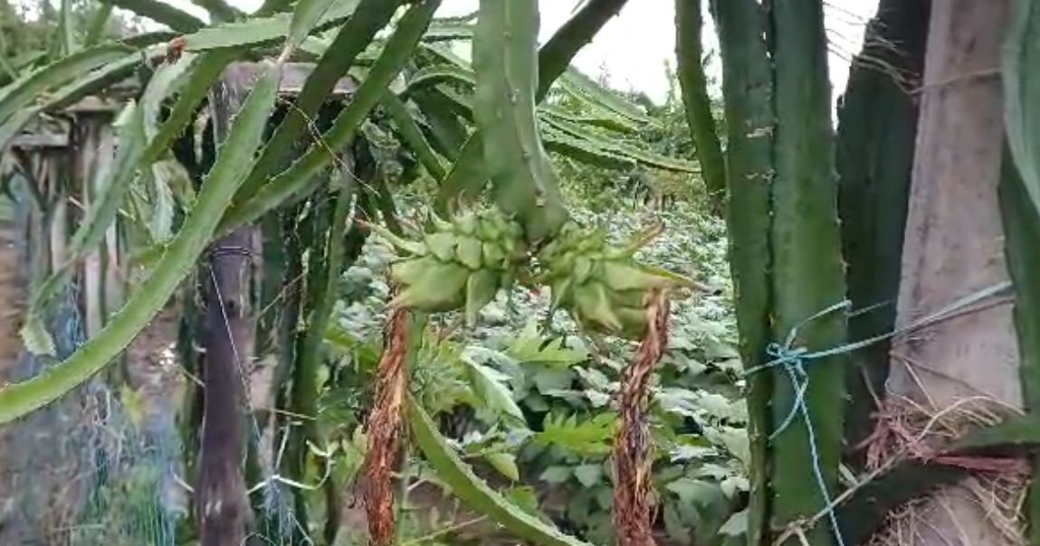 ଡ୍ରାଗନ ଫ୍ରୁଟ ଭଳି ଫଳ ଚାଷ କରି ଚର୍ଚ୍ଚାରେ ଚନ୍ଦ୍ରଶେଖର