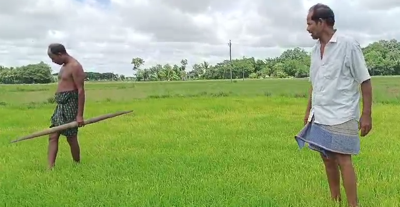 ବର୍ଷା ନାହିଁ, ମୁଣ୍ଡରେ ହାତଦେଇ ବସିଛି ଚାଷୀ