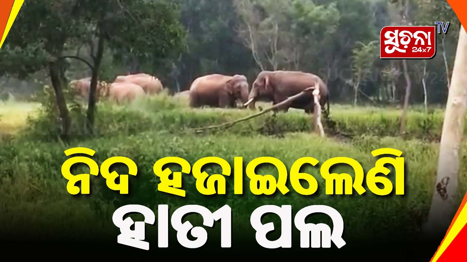 ବଢୁଛି ହାତୀ ପାଇଁ ତାତି,ବନ ବିଭାଗ କର୍ମଚାରୀଙ୍କୁ ଘେରିଲେ ଗ୍ରାମବାସୀ