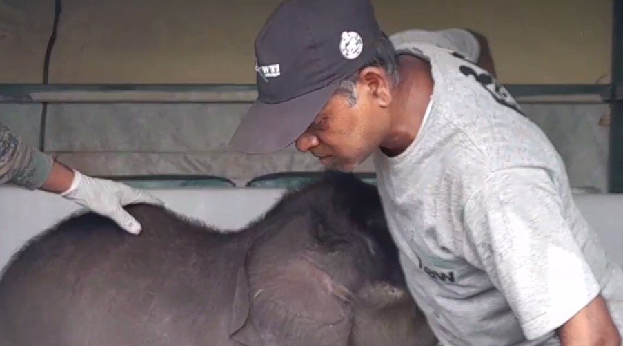 ମା ଗ୍ରହଣ ନକରିବାରୁ ବନବିଭାଗ ନେଇଥିଲା ଦାୟିତ୍ୱ