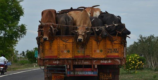 ଗୋରୁ ବୋଝେଇ ଟ୍ରକ ଜବତ, ପୋଲିସ ହାତରେ ଡ୍ରାଇଭର ବାବୁ, ଲୁଚିଥିଲା ପାଇଖାନା ଟାଙ୍କିରେ