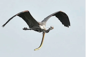 ଉଡ଼ନ୍ତା ପକ୍ଷୀର ପେଟକୁ ଚିରି ବାହାରି ଆସିଲା ଇଲ ମାଛ, ଫଟୋଗ୍ରାଫର କଏଦ କରିଥିଲେ ଏହି ଅବିଶ୍ୱସନୀୟ ଚିତ୍ର