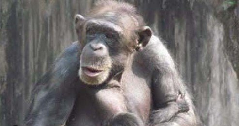 ‘ଜୁଲୁ’କୁ ଝୁରୁଛି ‘ପମ୍ପେଟା’