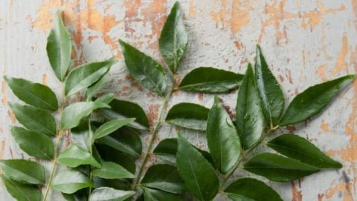 ମଧୁମେହ ରୋଗୀମାନେ ପ୍ରତିଦିନ ସକାଳେ ଉଠିବା ମାତ୍ରେ ଖାଲି ପେଟରେ ଚୋବାନ୍ତୁ ଏହି ପତ୍ର, ଆପଣଙ୍କ ରକ୍ତ ଶର୍କରା ସ୍ତର ରହିବ ନିୟନ୍ତ୍ରଣରେ?