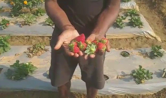 ବାହାର ରାଜ୍ୟରୁ ନୁହେଁ ଏଣିକି ଆମ ରାଜ୍ୟରେ ମିଳିବ ଷ୍ଟ୍ରବେରୀ ଓ ଥାଇଲାଣ୍ଡ ବରକୋଳି