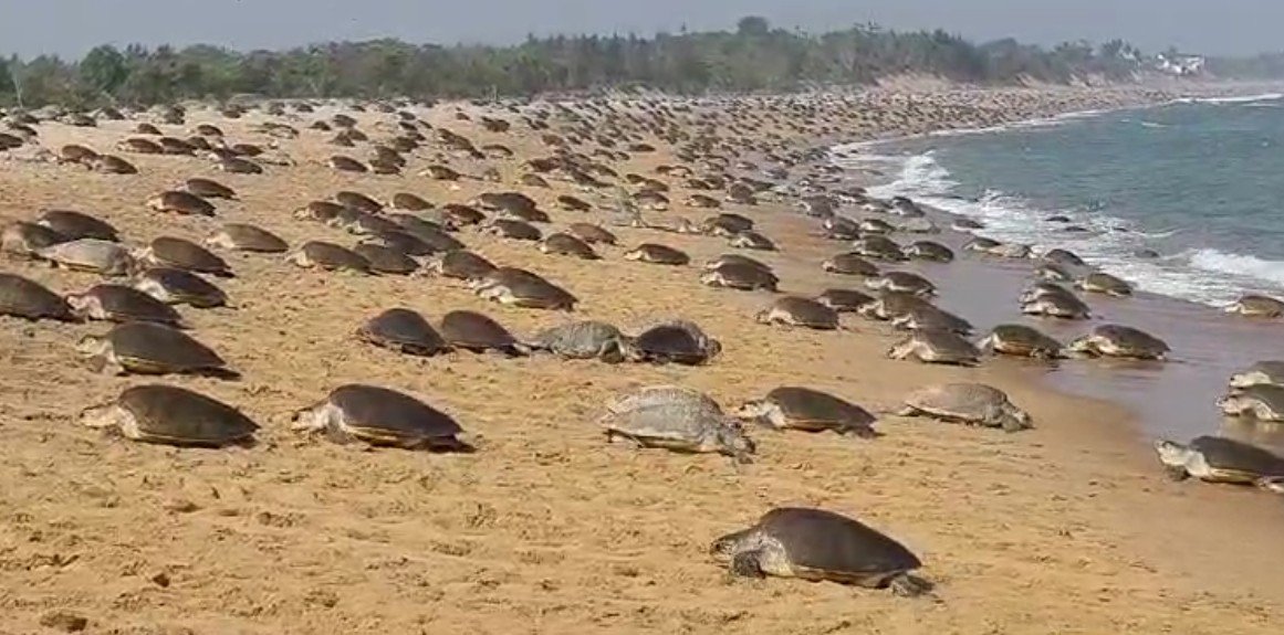 ଅଲିଭ ରିଡଲେଙ୍କ ଗଣ ଅଣ୍ଡାଦାନ