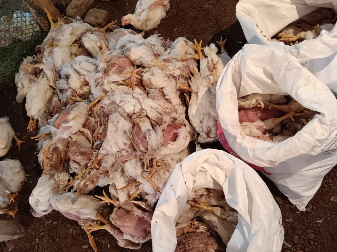 କୁକୁଡ଼ା ମଡ଼କକୁ ନେଇ ଚାଷୀ ମୁଣ୍ଡରେ ଚଡକ ! ପିପିଲିରେ ପ୍ରତିଦିନ ମରୁଛନ୍ତି ଶହ ଶହ କୁକୁଡ଼ା