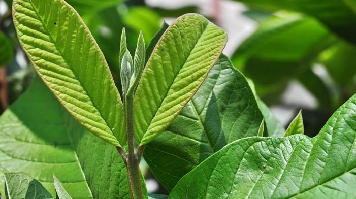 ବାସି ମୁହଁରେ ଚୋବାନ୍ତୁ ୨-୩ଟି ଏହି ସବୁଜ ପତ୍ର, ପରେ ଯାହା ହେବ ତାହା ଆପଣ କଳ୍ପନା ମଧ୍ୟ କରିନଥିବେ…