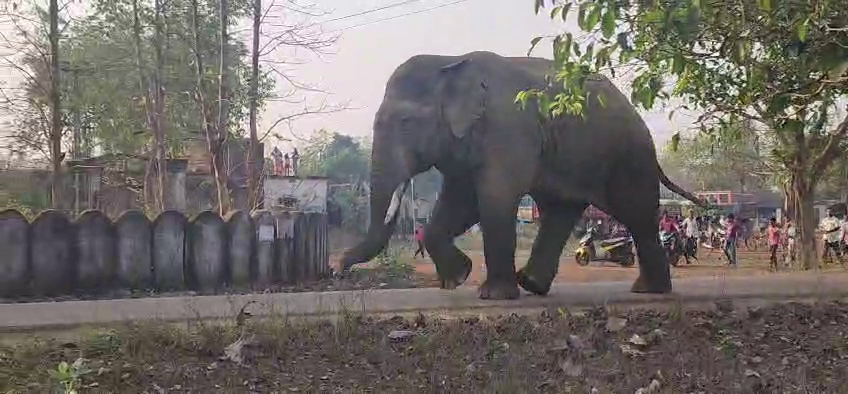 ଦନ୍ତା ଆତଙ୍କରେ ଭୟଭୀତ ଗ୍ରାମବାସୀ