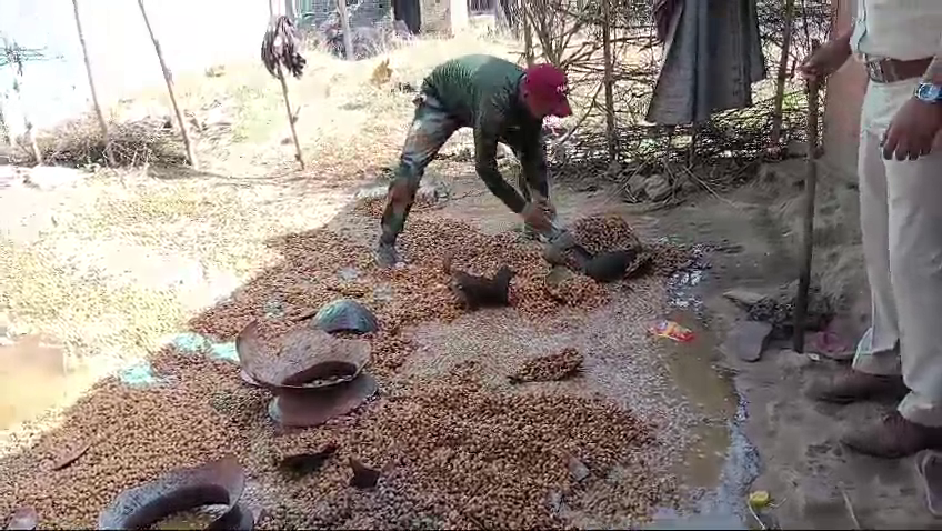 ୪୫୦୦ କେଜି ମହୁଲି ପୋଚ ଏବଂ ୨୫୦ ଲିଟର ଦେଶୀ ମଦ ନଷ୍ଟ