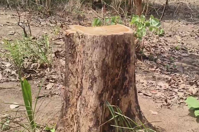 ଶାଗୁଆନ ଗଛ ଚୋରିରେ ଫରେଷ୍ଟରଙ୍କ ହାତ, ଅଭିଯୋଗ ଆଣିଲେ ଗ୍ରାମବାସୀ