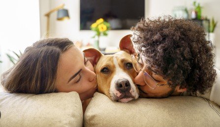 ପଶୁ ଯୌନ ନିର୍ଯାତନା ଉପରେ ଏକ ଆଇନ ଆଣିବାକୁ ଦାବି, କୋର୍ଟ କହିଲେ ଆଇନ ତିଆରି କରିବା ସଂସଦର କାମ