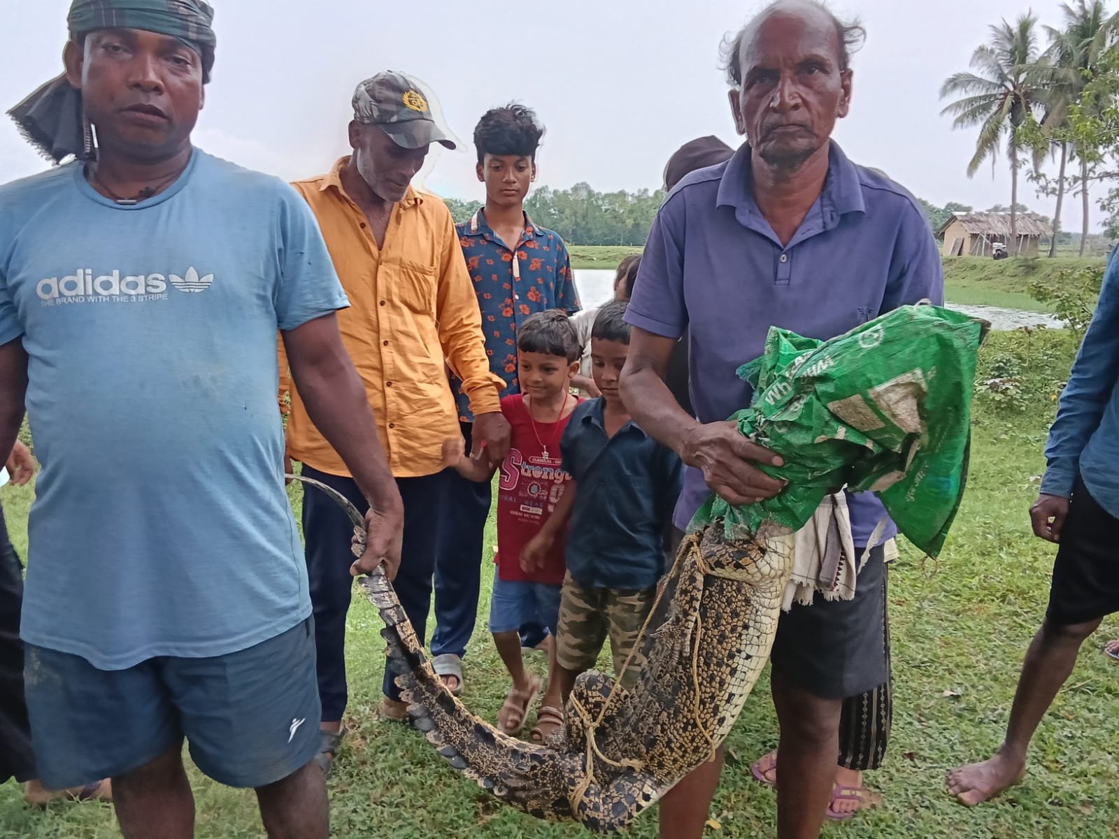 ଉଦ୍ଧାର ହେଲା ୬ ଫୁଟ ୨ ଇଞ୍ଚର ଅଣ୍ଡିରା କୁମ୍ଭୀର