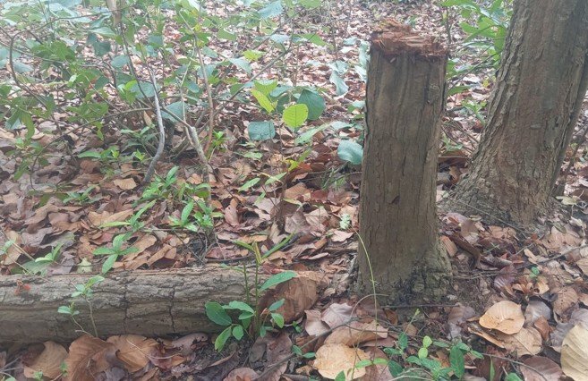 ସୁବର୍ଣ୍ଣପୁରରେ ଅସୁରକ୍ଷିତ ଜଙ୍ଗଲ