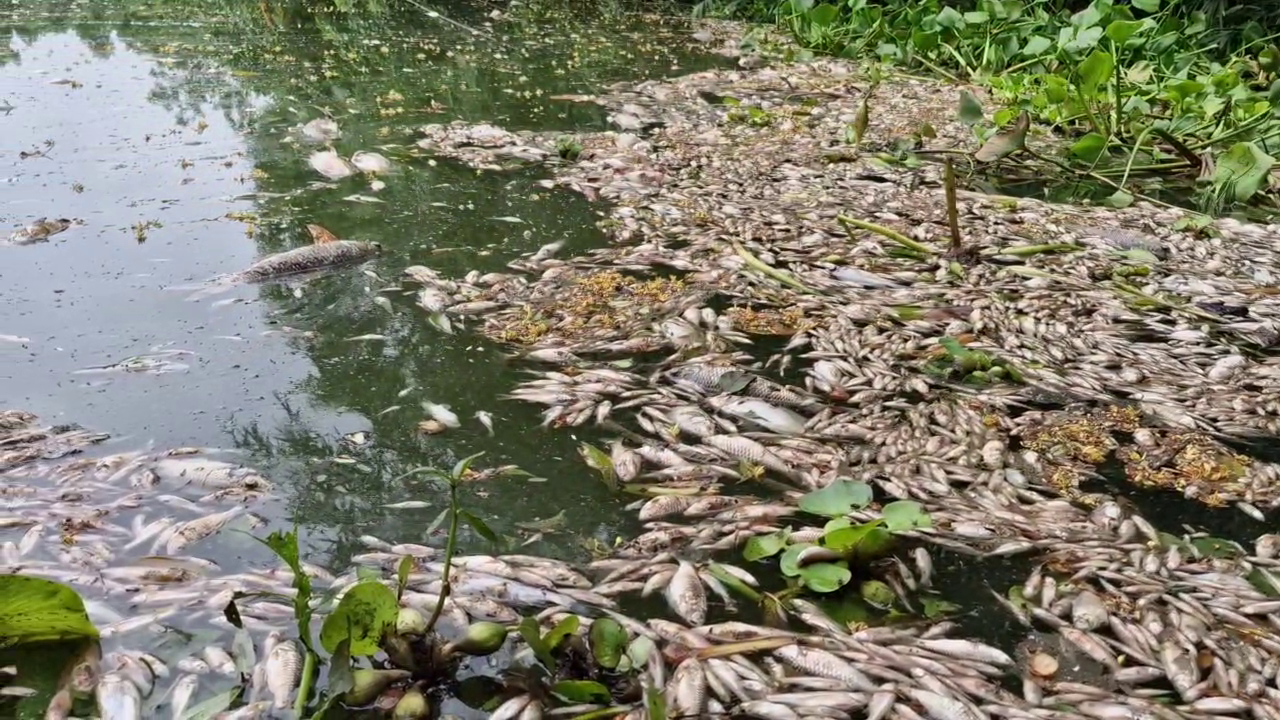 ମାଛ ମଡ଼କ, କ୍ବିଣ୍ଟାଲ କ୍ବିଣ୍ଟାଲ ମାଛ ଭାସୁଛନ୍ତି ପାଣିରେ