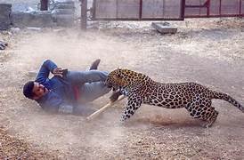 ଜୀବନ ବଞ୍ଚାଇବାକୁ ବାଘ ସହ ଲଢ଼ିଲେ ଯୁବକ, ସଂଘର୍ଷରେ କଲରାପତରିଆ ବାଘର ମୃତ୍ୟୁ