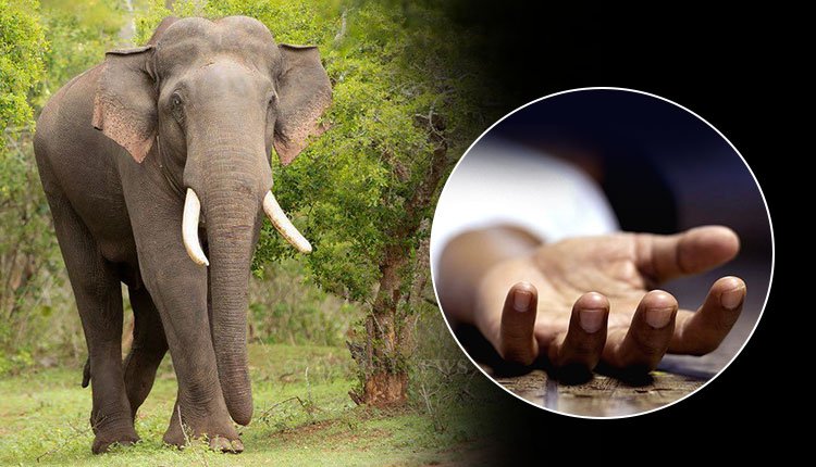 ଗାଁରେ ପଶିଲା ଗୋଠ ଛଡା ଦନ୍ତା