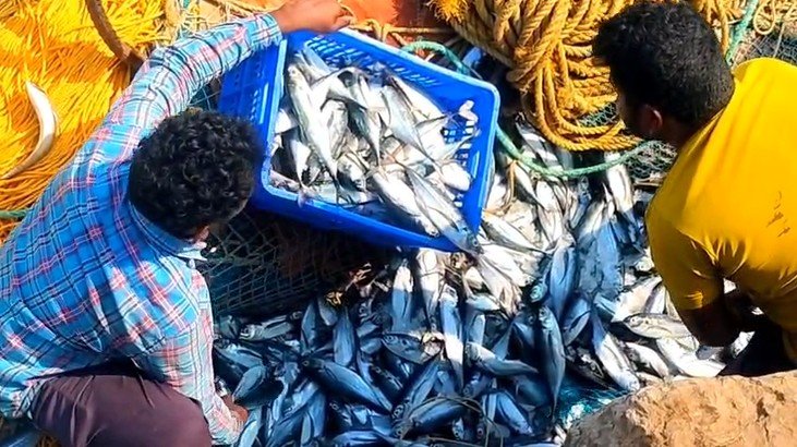 ସମୁଦ୍ର ଦେଲା ଧନ! ଜାଲରେ ପଡ଼ିଲା ୨ କୋଟି ୪୦ ଲକ୍ଷର କାଣ୍ଟ ମାଛ