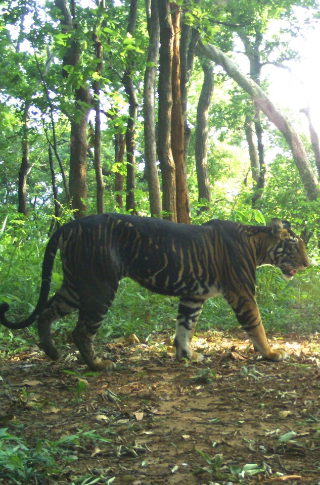 ଶିମିଳିପାଳରେ ବାଘ ଗଣନା, NTCA କରିବ ଫଟୋ ବିଶ୍ଳେଷଣ