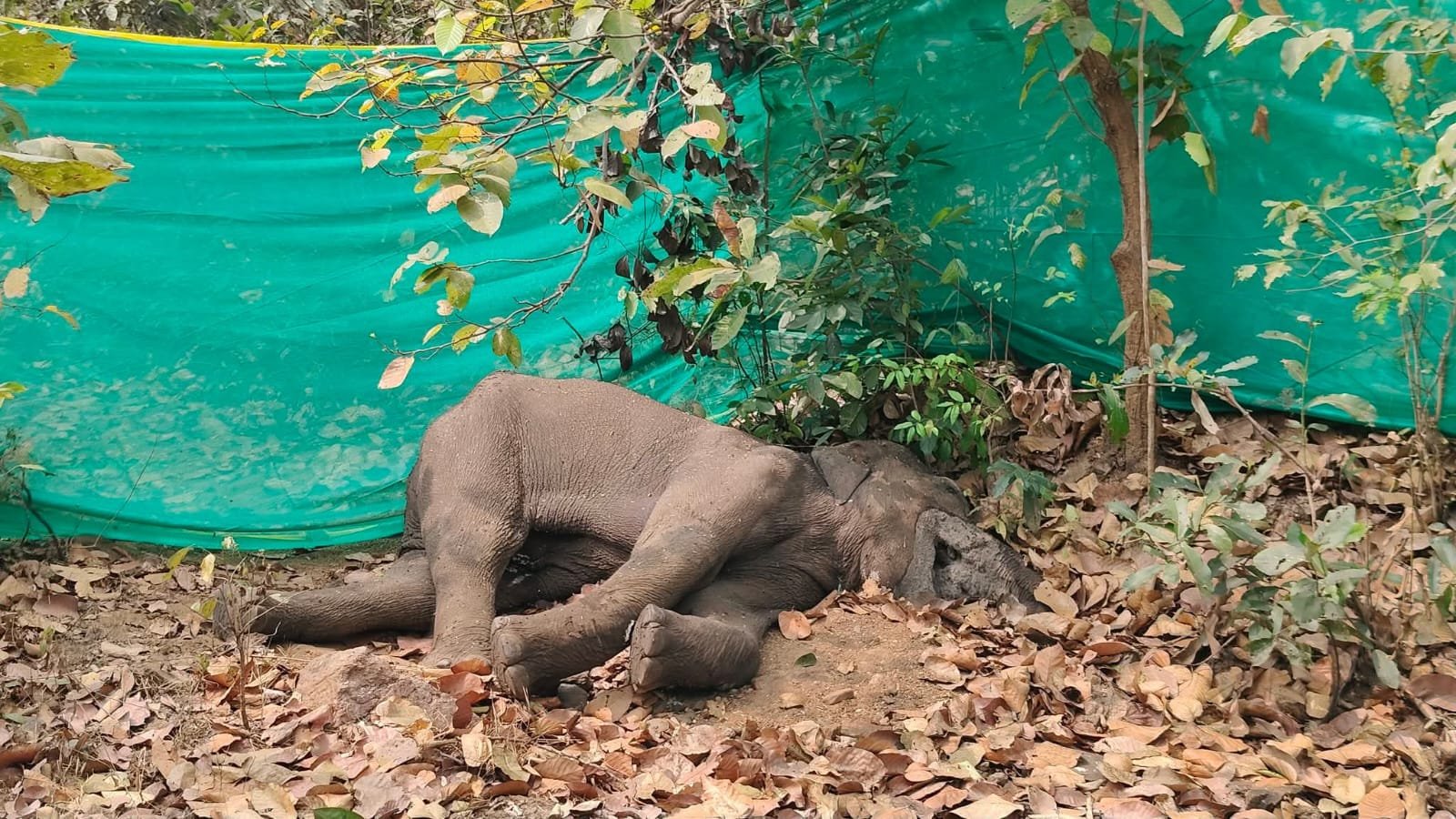 ବନ ବିଭାଗର ଅବହେଳା ନେଲା ଗଜରାଜର ଜୀବନ: ଯନ୍ତ୍ରଣାରେ ଆଖି ବୁଜିଲା ଅସୁସ୍ଥ ମାଈହାତୀ